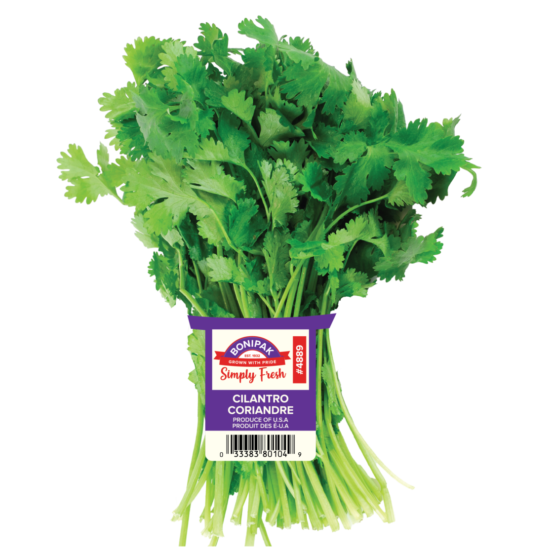 Cilantro Bunch