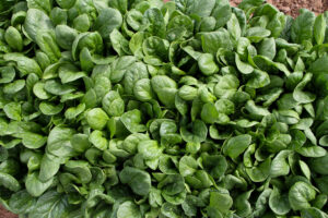 Spinach patch