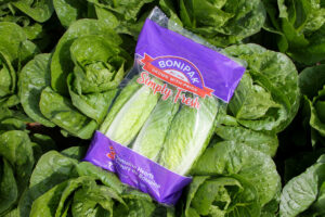 Romaine Bag in field