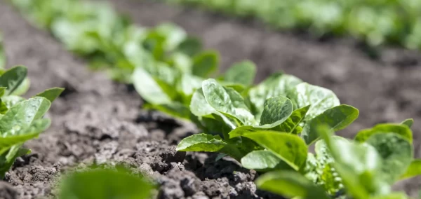 DSC_0975-Enhanced-NR