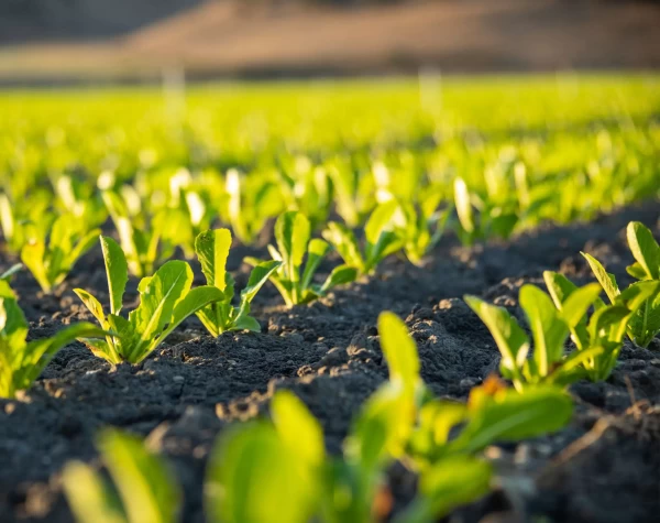 Growing-Process-scaled