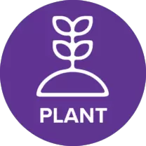 plant