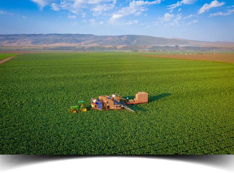 Santa-Maria-Bonipak-Field